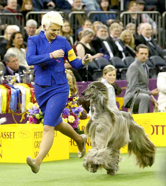 Best of breed afghan hound GCH CH Agha Djari's Fifth Dimension of Sura competes to represent the hound group in the Best in Show final of the 141st Westminster Kennel Club Dog Show at Madison Square Garden on February 13, 2017 in New York City.
