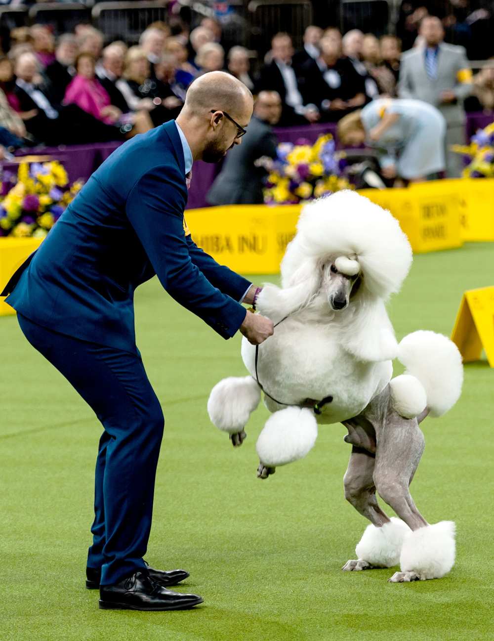 Best of breed Standard Poodle CH Afterglow Tyrone Power competes to represent the Non-Sporting group in the Best in Show final of the 141st Westminster Kennel Club Dog Show at Madison Square Garden on February 13, 2017 in New York City.